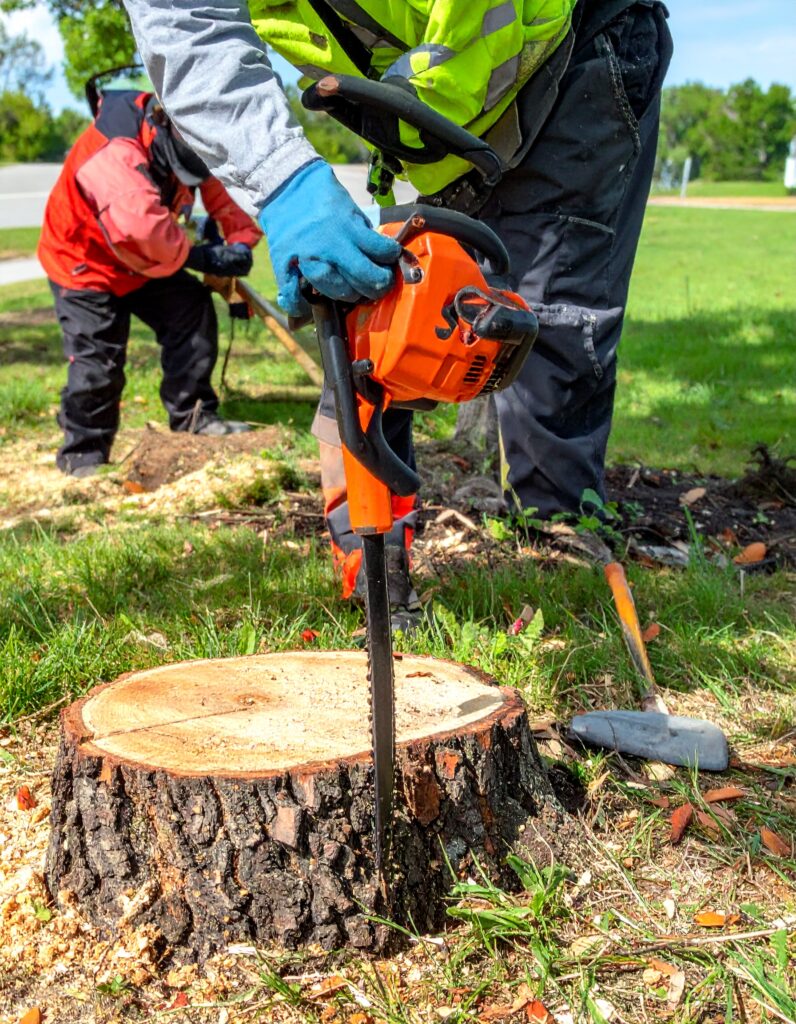 Firefly-Whether-you-need-professional-tree-trimming-seasonal-tree-care-expert-stump-grinding-thor-16.jpg