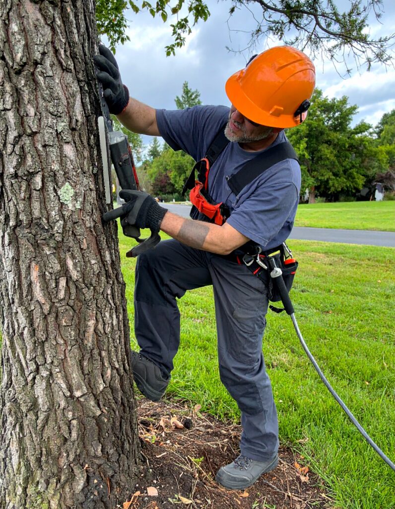 Firefly-Whether-you-need-professional-tree-trimming-seasonal-tree-care-expert-stump-grinding-thor-17.jpg
