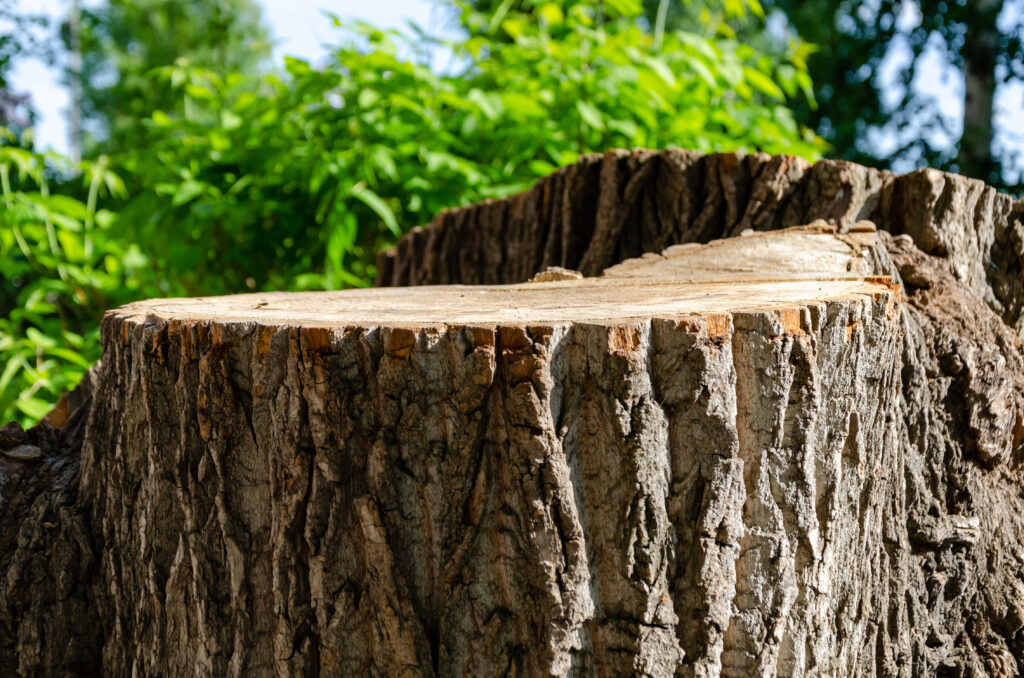 A huge tree stump in Forested Area with Freshly Cut Surface